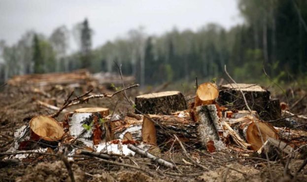 Запорізький лісгосп зобов’язали сплатити 1,6 млн гривень через незаконну вирубку дерев
