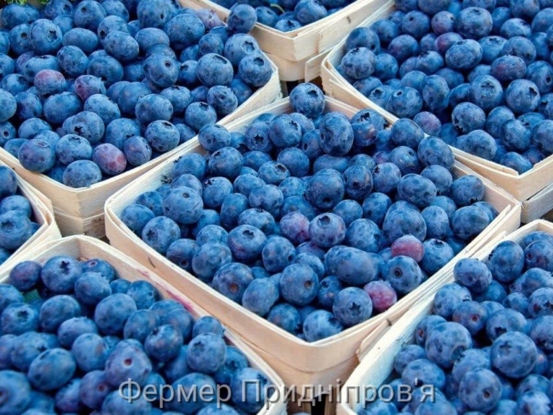 Фермери України встановили рекорд із експорту лохини