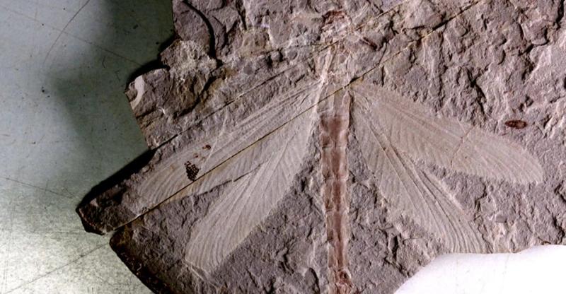 На півночі Китаю знайшли добре збережену скам’янілість бабки віком 165 млн років