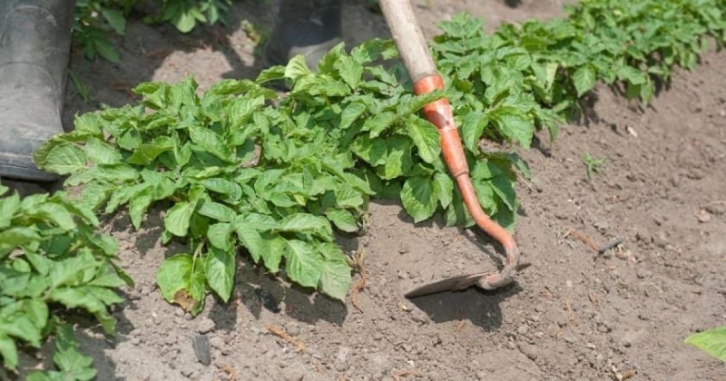Травень на городі: Посадили картоплю, готуємося підгортати