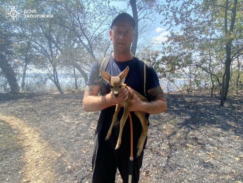 Під час пожежі на Хортиці знову врятували дитинча косулі, - ФОТО