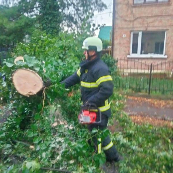 У Луцьку через негоду на автомобіль впало дерево