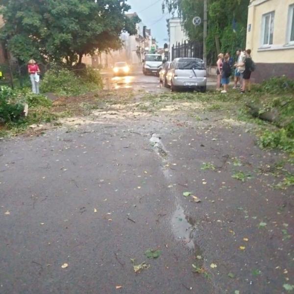 У Луцьку через негоду на автомобіль впало дерево