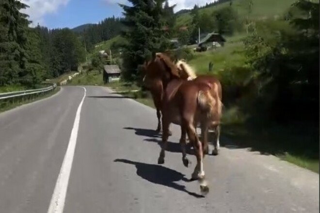 ВІДЕО. Українські біатлоністи провели велогонку з кіньми