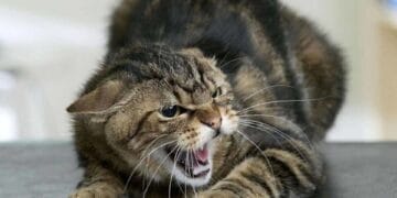 Львівщина серед лідерів за кількістю хворих тварин на сказ