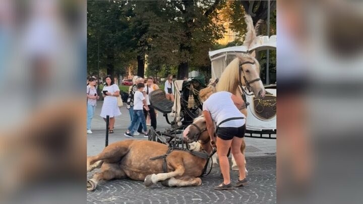 У сусідній з Тернопільщиною області впав кінь, який возив карету з туристами: зоозахисники вимагають заборонити бізнес на тваринах