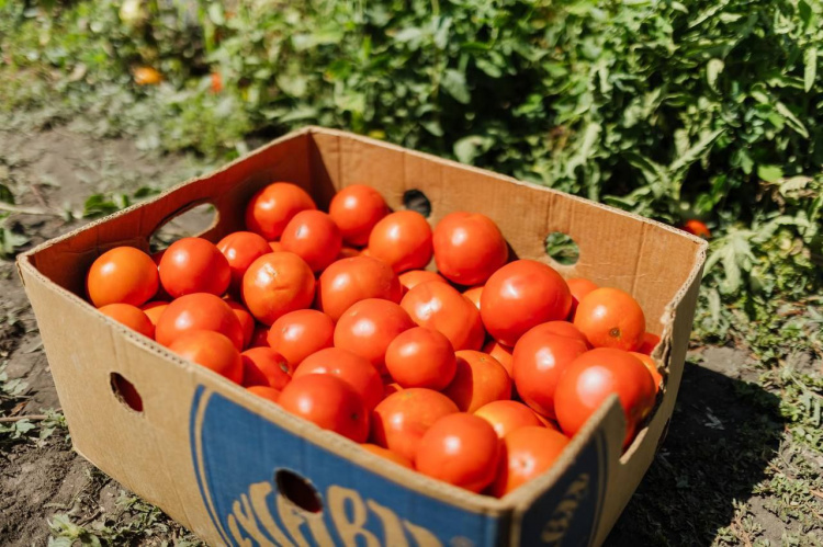 Збір городини на Дніпропетровщині: найбільше заклали продукції борщового набору