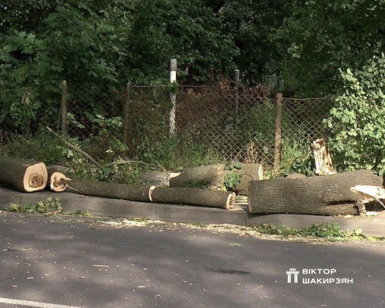 Комунальники у Рівному прибирать дерева, що повалило шквальним вітром (ФОТО)