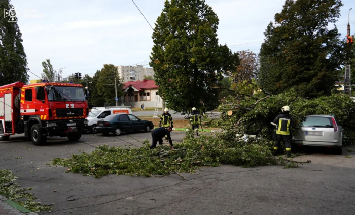 У Луцьку дерево впало на автомобіль