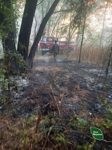 В Петриківщині вогонь на 47 га лісу локалізували, горіли три будівлі і авто, постраждала людина