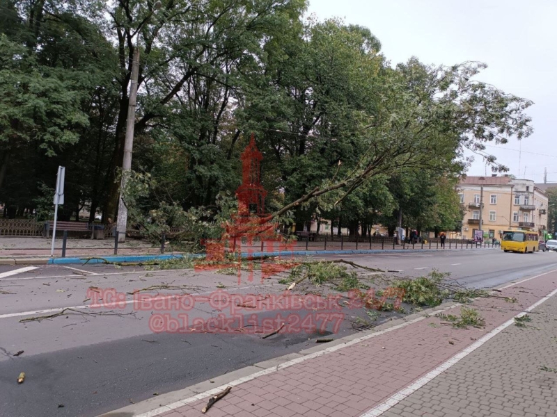 Дерево в Івано-Франківську впало на дорогу: деякі тролейбуси змінили маршрути (ФОТО)