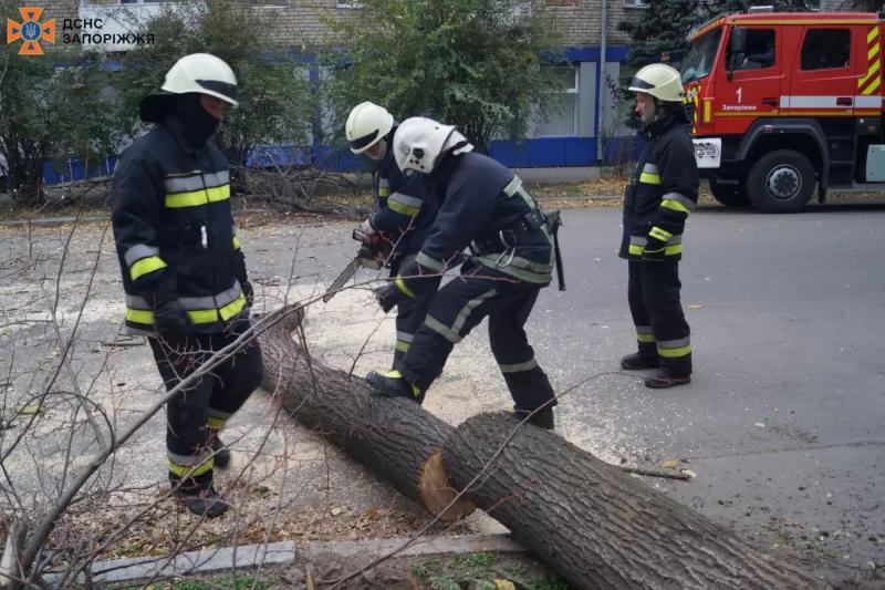 Наслідки негоди в Запоріжжі: сильний вітер валив дерева на дороги - ФОТО