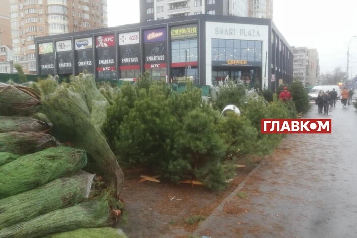 Скільки коштує новорічна ялинка у Києві: огляд цін