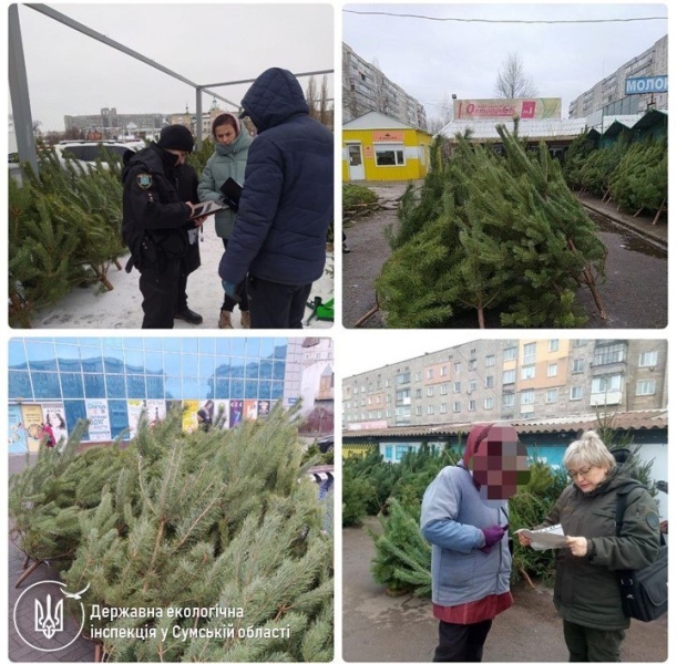 На Сумщині фіксуються випадки незаконної торгівлі новорічними ялинками