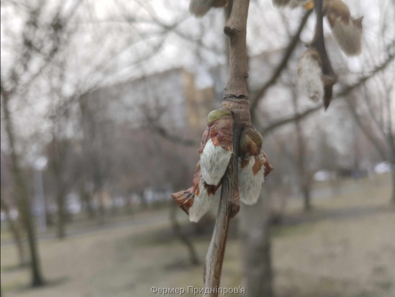 Погода на 27 січня