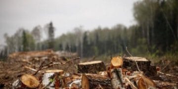 Вирізили більше дерев, ніж було заплановано: на Буковині лісничого звинуватили у службовій недбалості