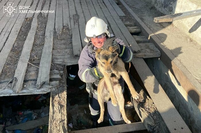 Врятувати хвостатого: у Городку визволили собаку з пастки