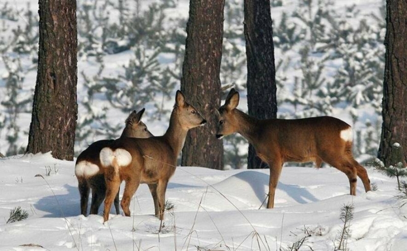 "Витончена тварина, її рухи граційні та плавні": молодих козуль помітили у заповіднику на Тернопільщині (ВІДЕО)