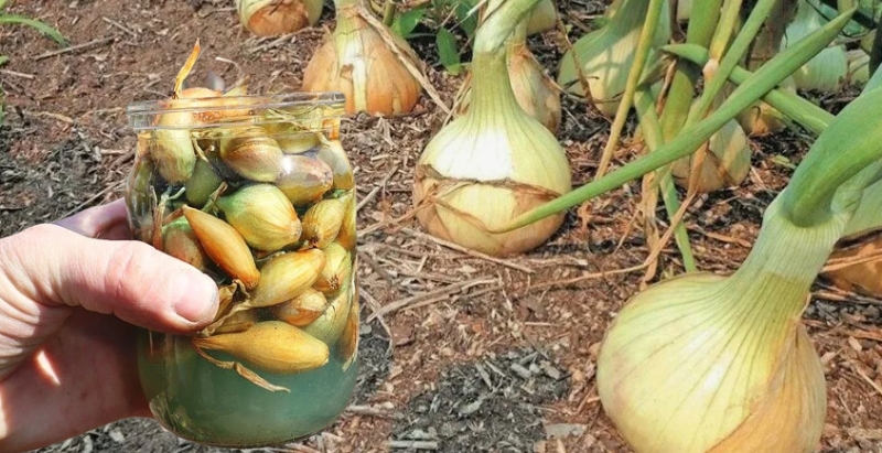 Лютий на городі: Готуємося збирати рекордні врожаї великої цибулі