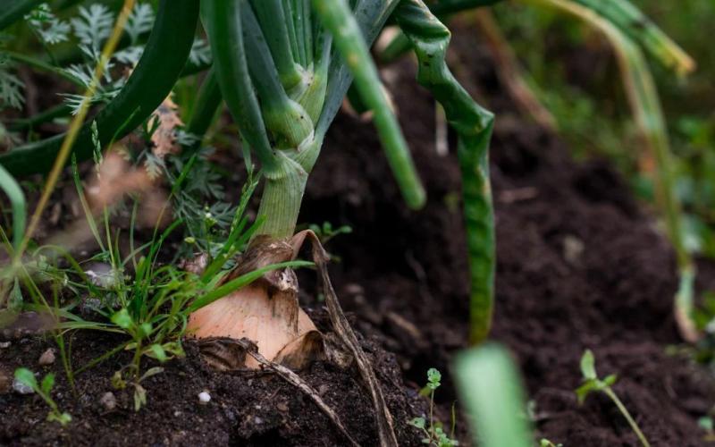 Лютий на городі: Готуємося збирати рекордні врожаї великої цибулі