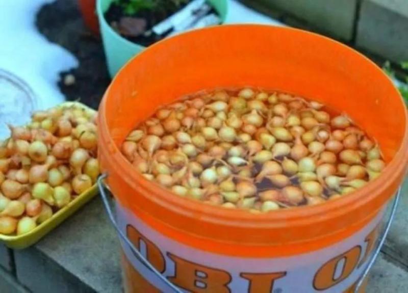 Лютий на городі: Готуємося збирати рекордні врожаї великої цибулі