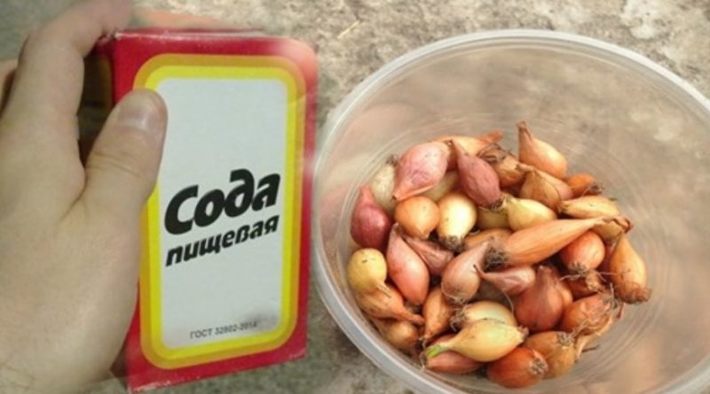 Лютий на городі: Готуємося збирати рекордні врожаї великої цибулі