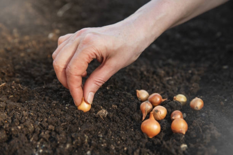 Лютий на городі: Готуємося збирати рекордні врожаї великої цибулі