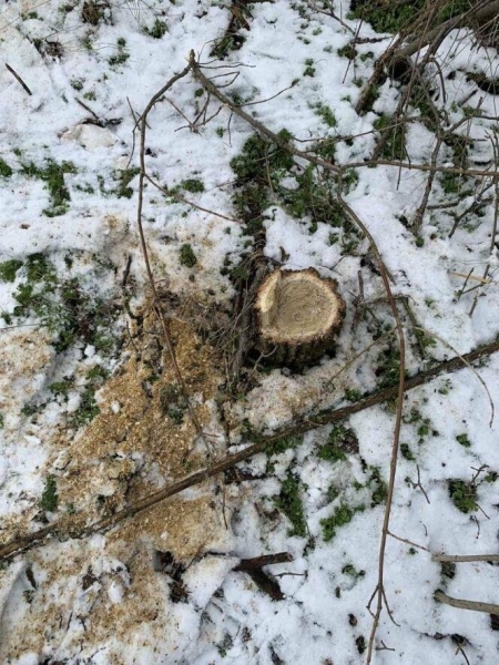 На Миколаївщині чоловіки незаконно спиляли п'ять дерев, - ФОТО