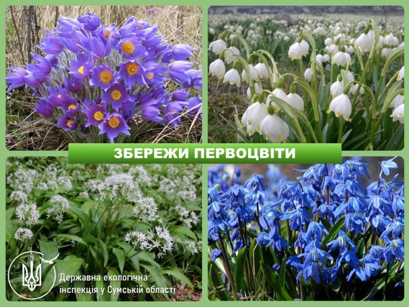 На Сумщині стартує операція &laquo;ПЕРВОЦВІТ-2025&raquo;