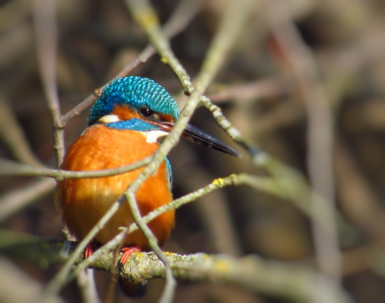 На Вінниччині сфотографували рідкісного птаха рибалочку блакитного