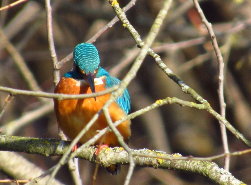 На Вінниччині сфотографували рідкісного птаха рибалочку блакитного