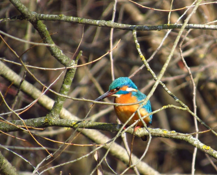 На Вінниччині сфотографували рідкісного птаха рибалочку блакитного