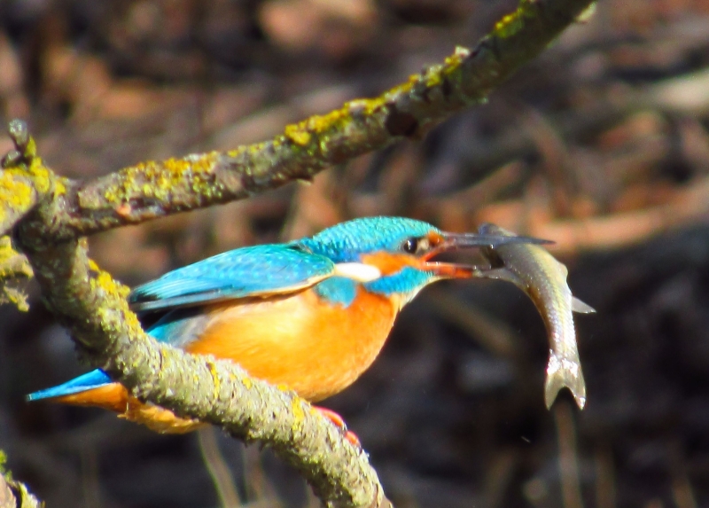 На Вінниччині сфотографували рідкісного птаха рибалочку блакитного