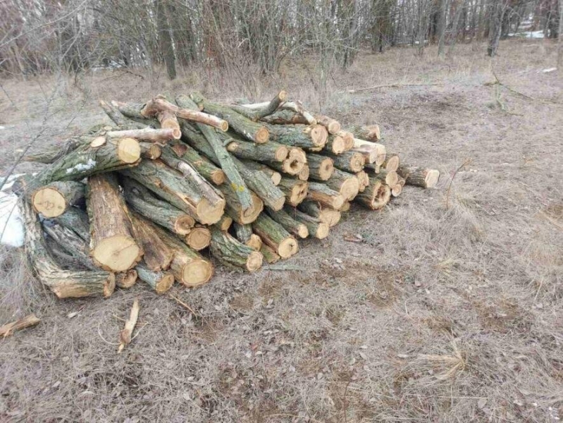 У Запорізькому районі виявили незаконну вирубку дерев