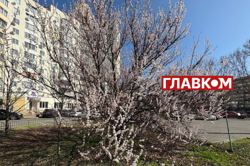 Неймовірна краса: у Києві зацвіли перші абрикоси (фото)