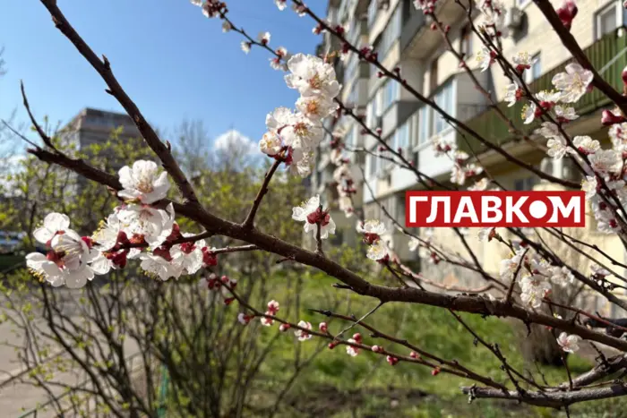 Неймовірна краса: у Києві зацвіли перші абрикоси (фото)