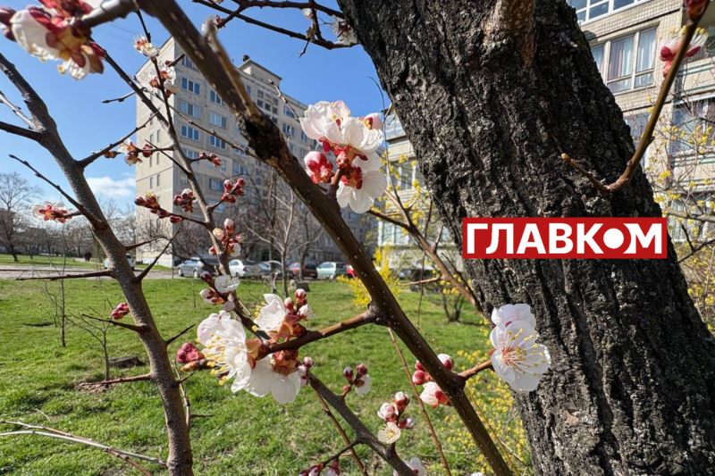 Неймовірна краса: у Києві зацвіли перші абрикоси (фото)