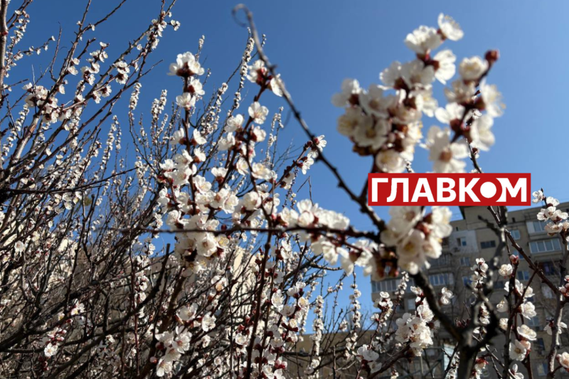 Неймовірна краса: у Києві зацвіли перші абрикоси (фото)