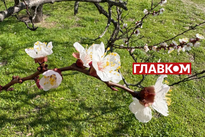 Неймовірна краса: у Києві зацвіли перші абрикоси (фото)