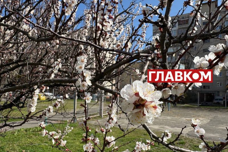 Неймовірна краса: у Києві зацвіли перші абрикоси (фото)