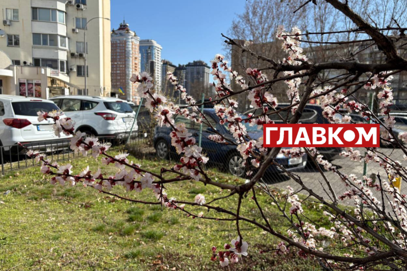 Неймовірна краса: у Києві зацвіли перші абрикоси (фото)
