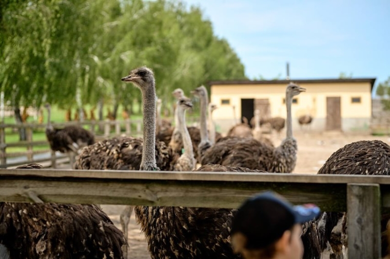 Що подивитися під Києвом. 10 місць для одноденної екскурсії