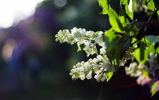 Погода в квітні буде аномальною: синоптик озвучив прогноз на Великдень