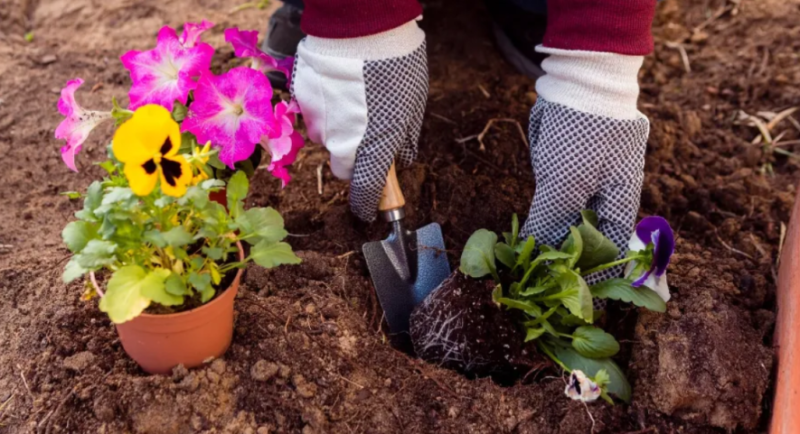 Сад і город у квітні: які рослини час відправити в ґрунт?