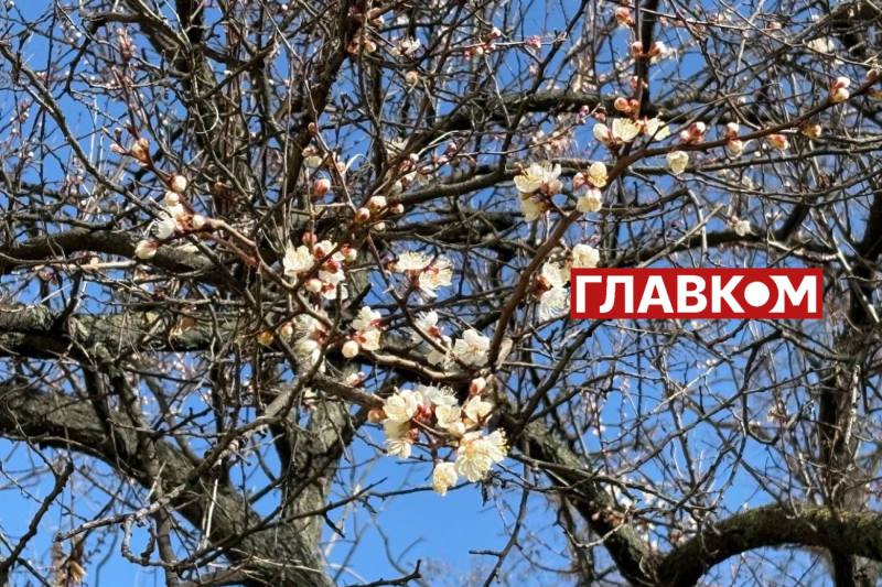 Неймовірна краса: у Києві зацвіли перші абрикоси (фото)