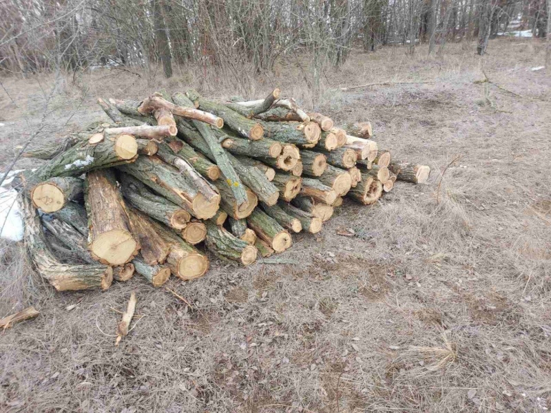 У Запорізькому районі виявили незаконну вирубку дерев