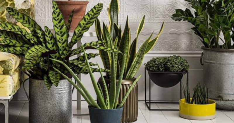 Рослини-обереги: які вазони допоможуть захисти дім від темних сил