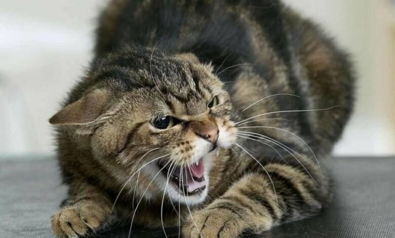 У двох громадах Запорізького району зняли карантин через сказ