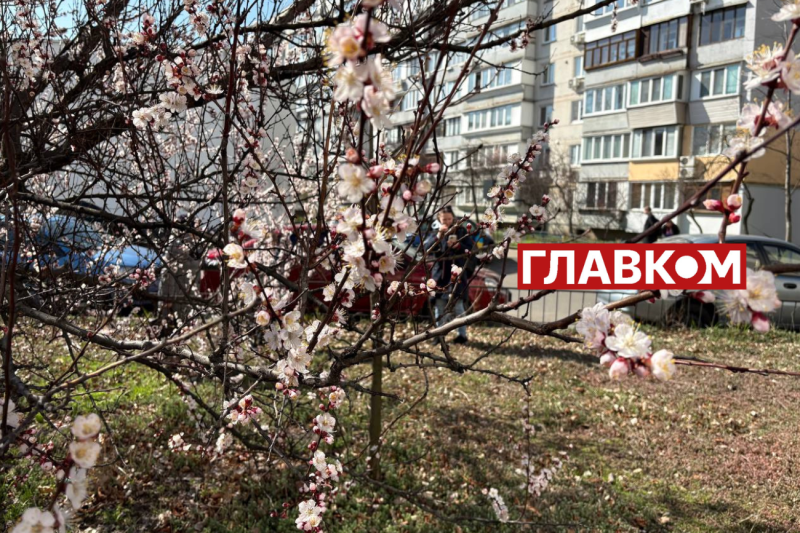 Неймовірна краса: у Києві зацвіли перші абрикоси (фото)