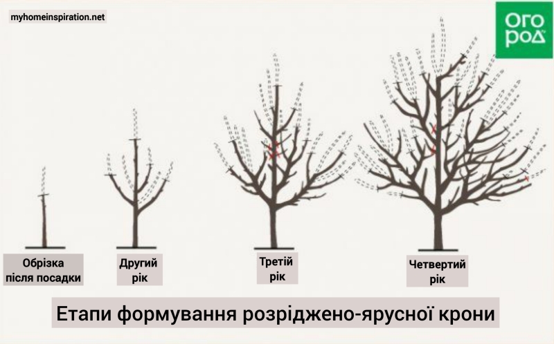 Березень у саду: Як обрізати плодові дерева